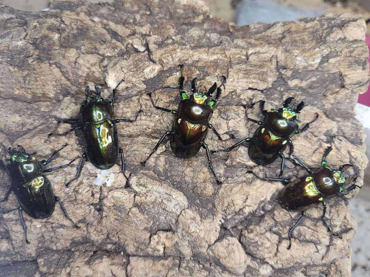 [RTN様ピカールゴールド]ニジイロクワガタ　♂3♀2 計5匹　ニジイロ　クワガタ
