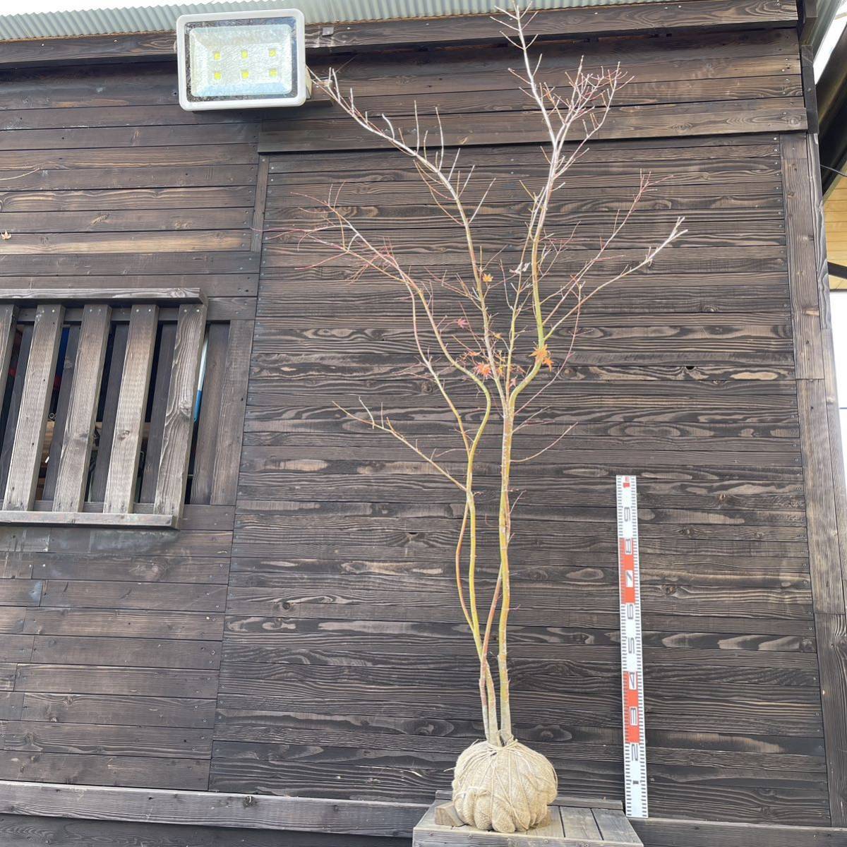 イロハモミジ | 株立 株立ち 安い商品を通販サイト 植木」の人気商品