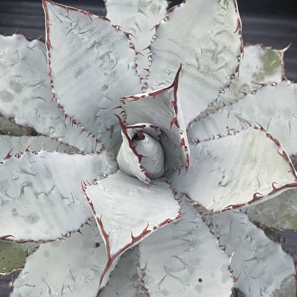 アガベ グアダラハラナ guadalajarana Agave | 種子] ドライガーデン