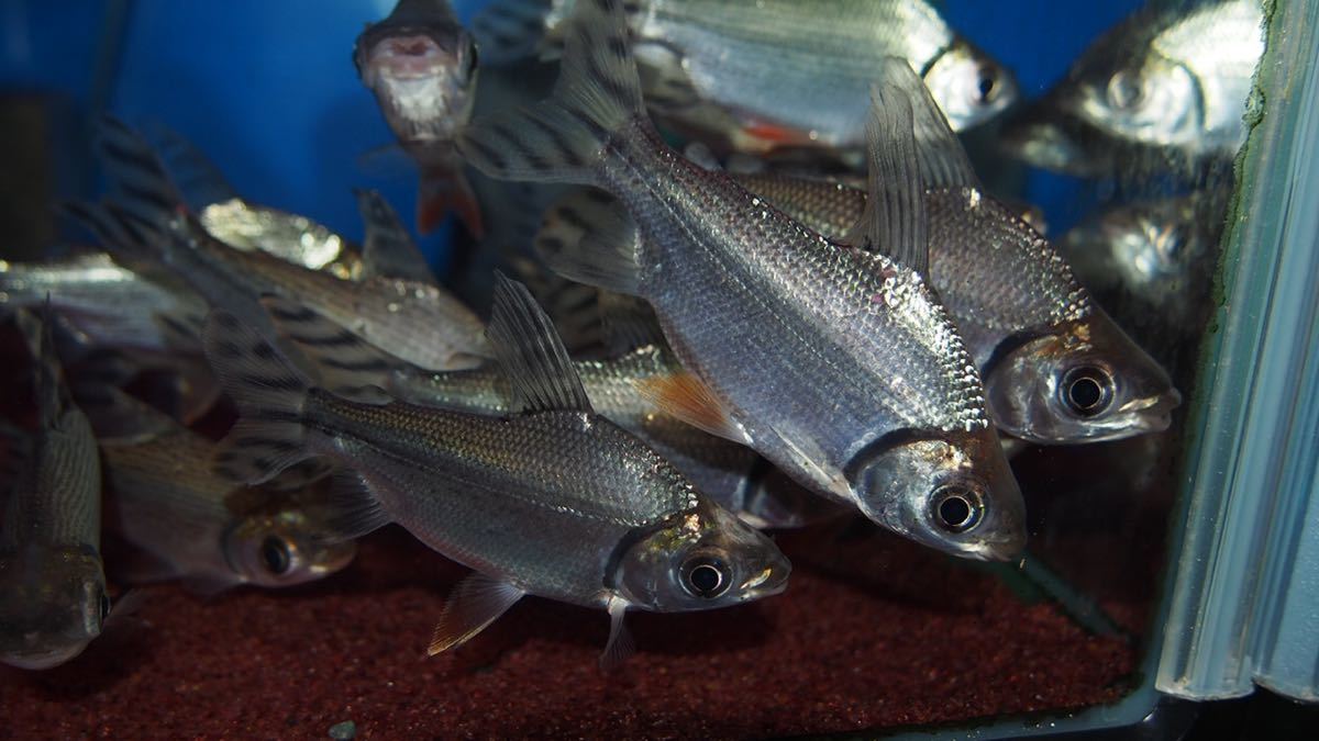 2026年最新Yahoo!オークション -カラープロキロダス(淡水魚)の中古品 