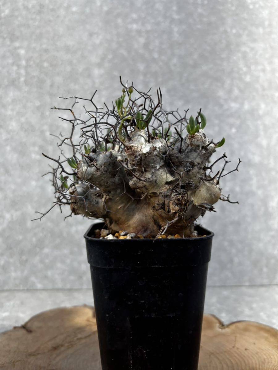 安い，HOT 発根株 チレコドン レティクラータス/Tylecodon reticulatus③(サボテン)｜売買されたオークション情報、yahooの商品情報をアーカイブ公開 - オークファン サボテン