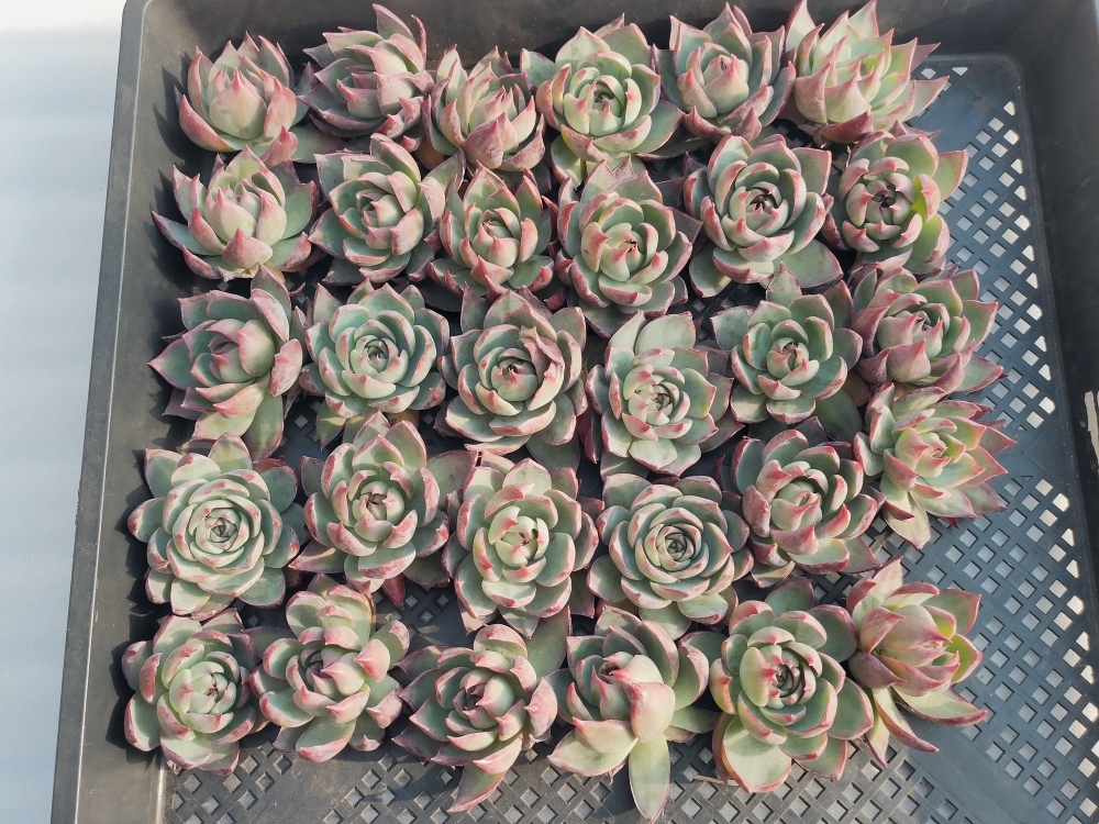 1213-S193カシオ30個 ☆多肉植物 エケベリア 韓国 【公式通販】
