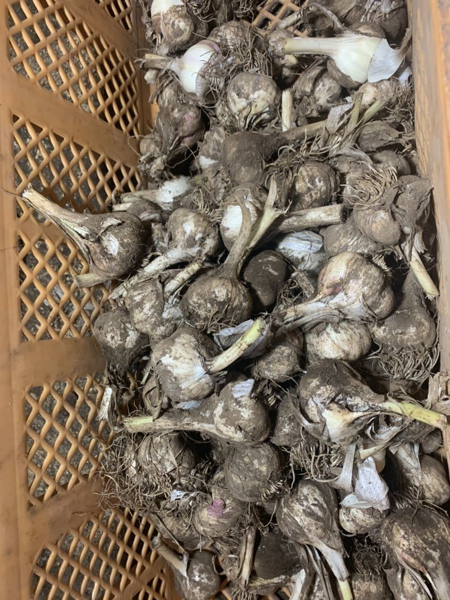 青森県産 福地ホワイトにんにく 小玉土付き10kg 農家直送　全国送料無料　令和 4年新物　乾燥室からだして発送