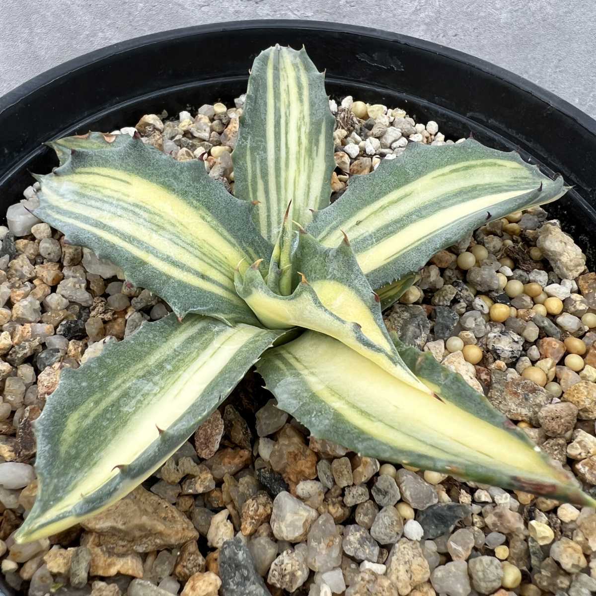 D8 超特選 多肉植物 アガベ フェロックス錦極上錦 超希少錦 鮮明錦 極