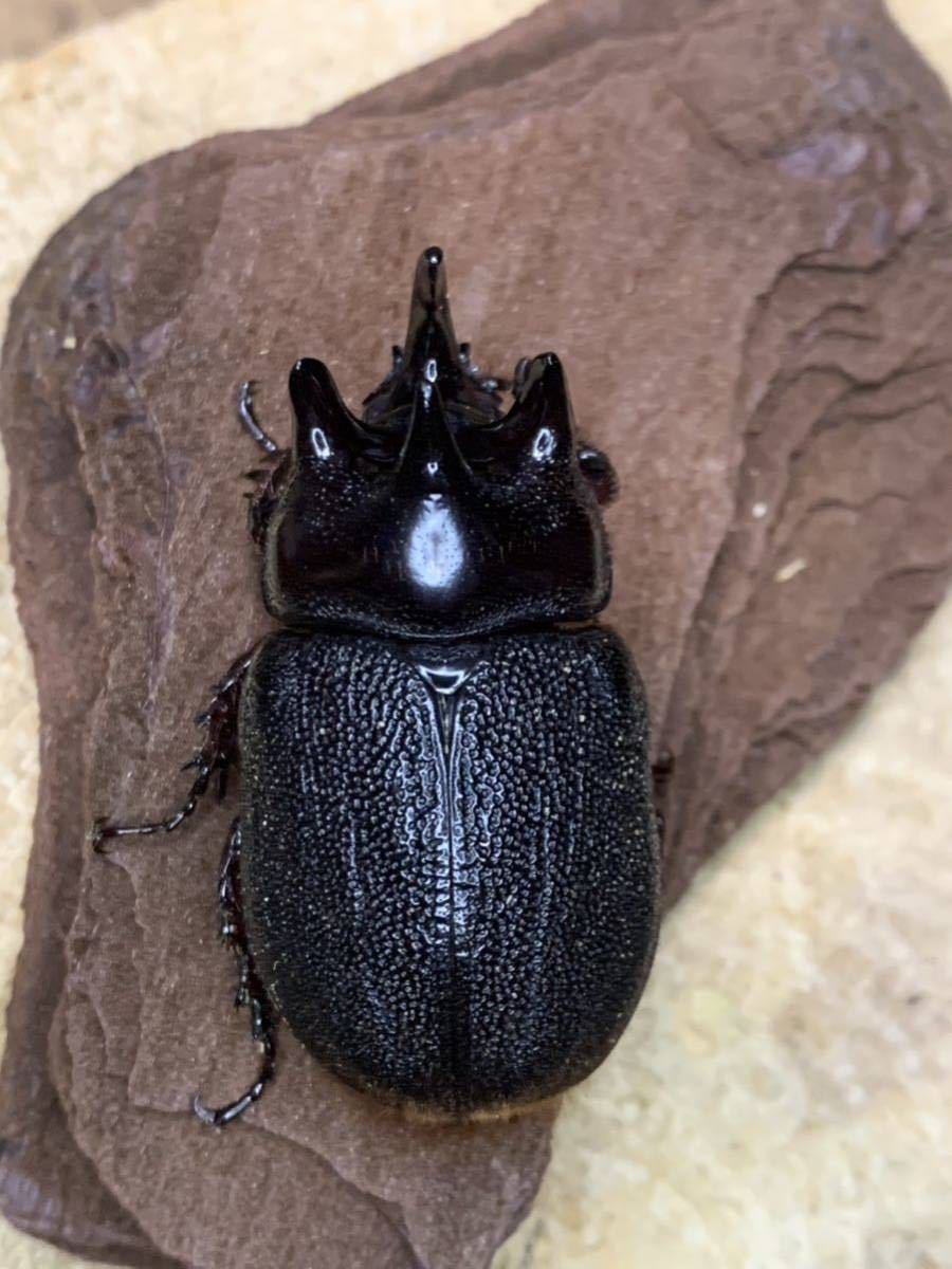 アクティオンゾウカブト（レックスゾウカブト）とは？飼育方法も