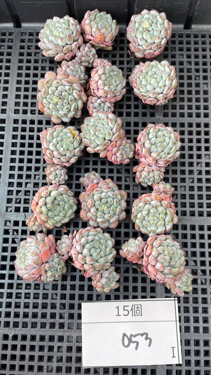 1125-BKC056-053オリジナルアモエナ15個 多肉植物 韓国 エケベリア