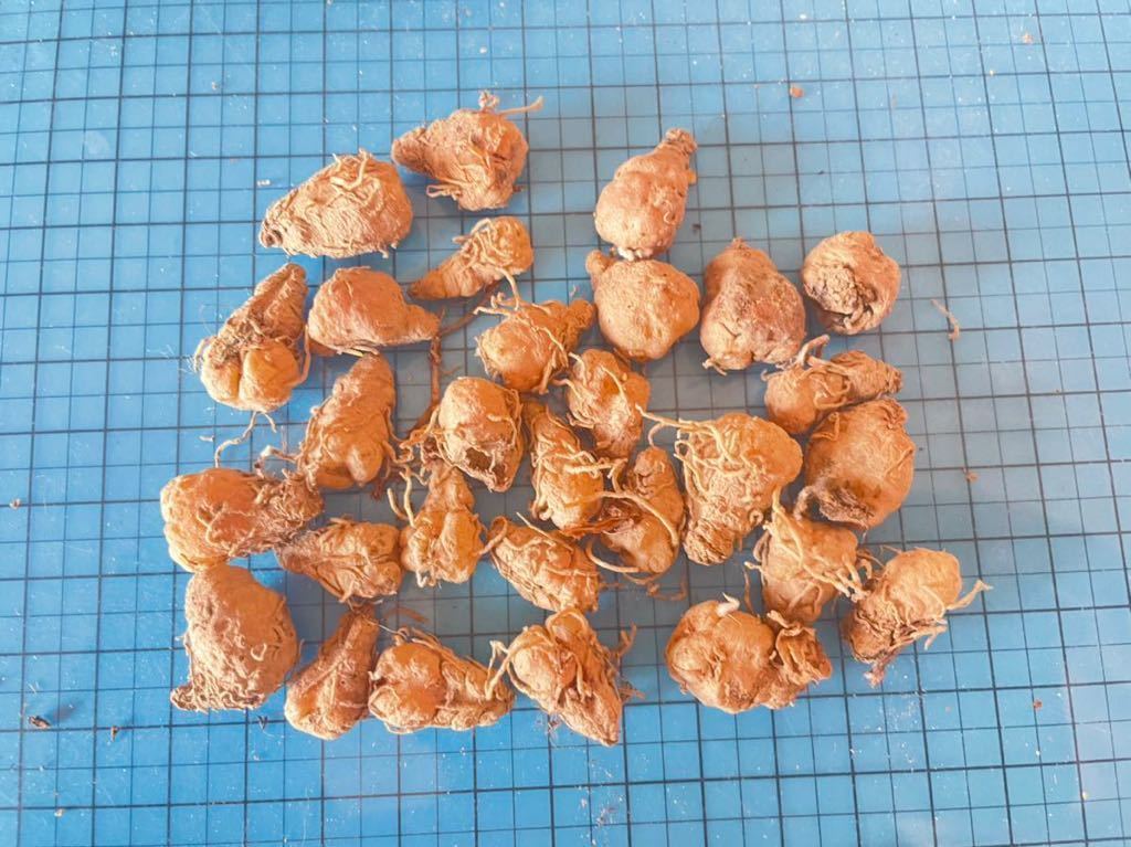 年末年始セール 希少サボテン波動霧氷玉 Eriospermum undulatumエリオスペルマム多肉植物 球根 塊根5株01