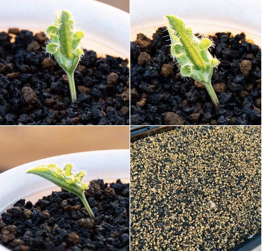 年末年始セール 希少サボテン波動霧氷玉 Eriospermum undulatumエリオスペルマム多肉植物 球根 塊根5株01