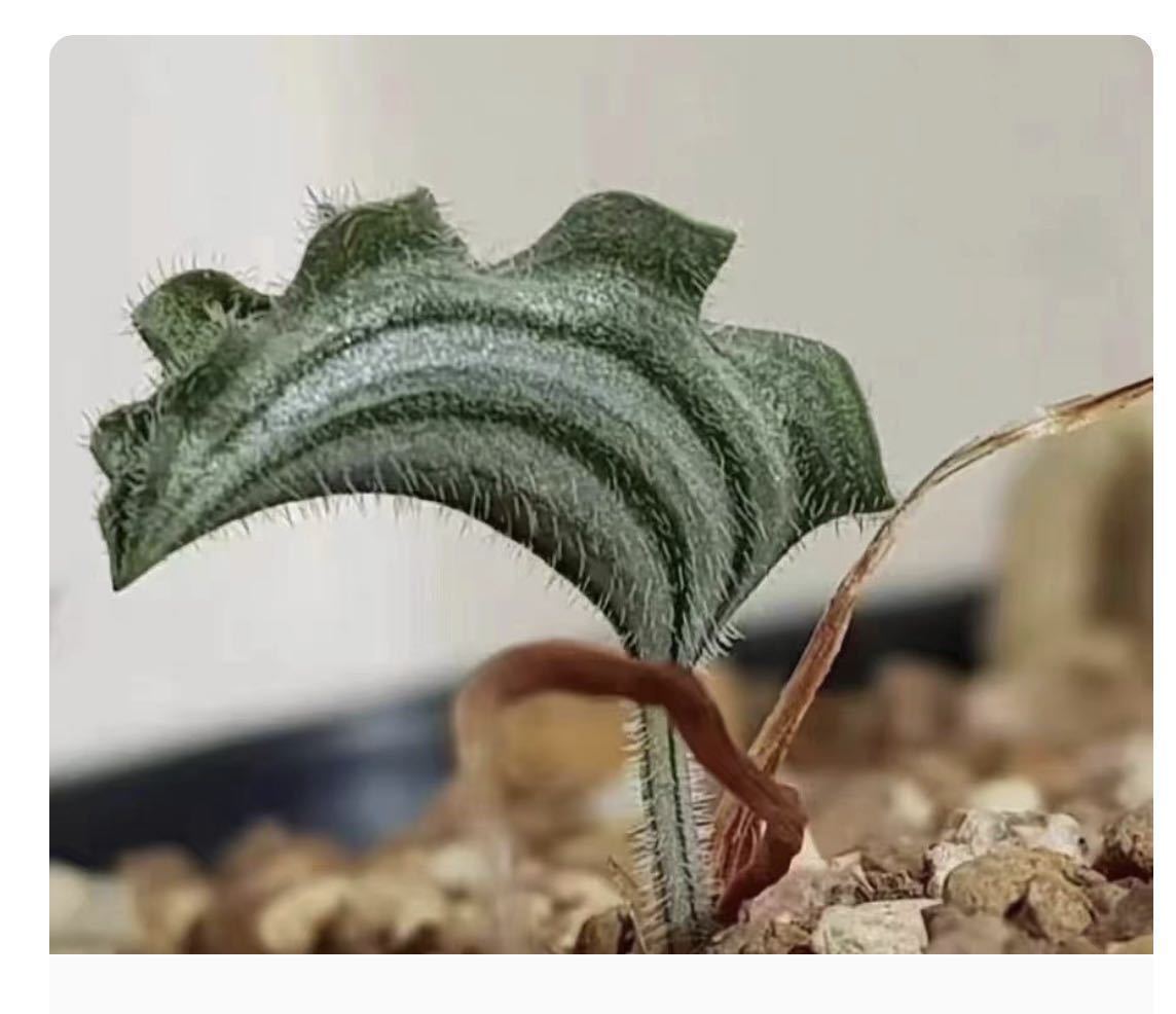 年末年始セール 希少サボテン波動霧氷玉 Eriospermum undulatumエリオスペルマム多肉植物 球根 塊根5株01