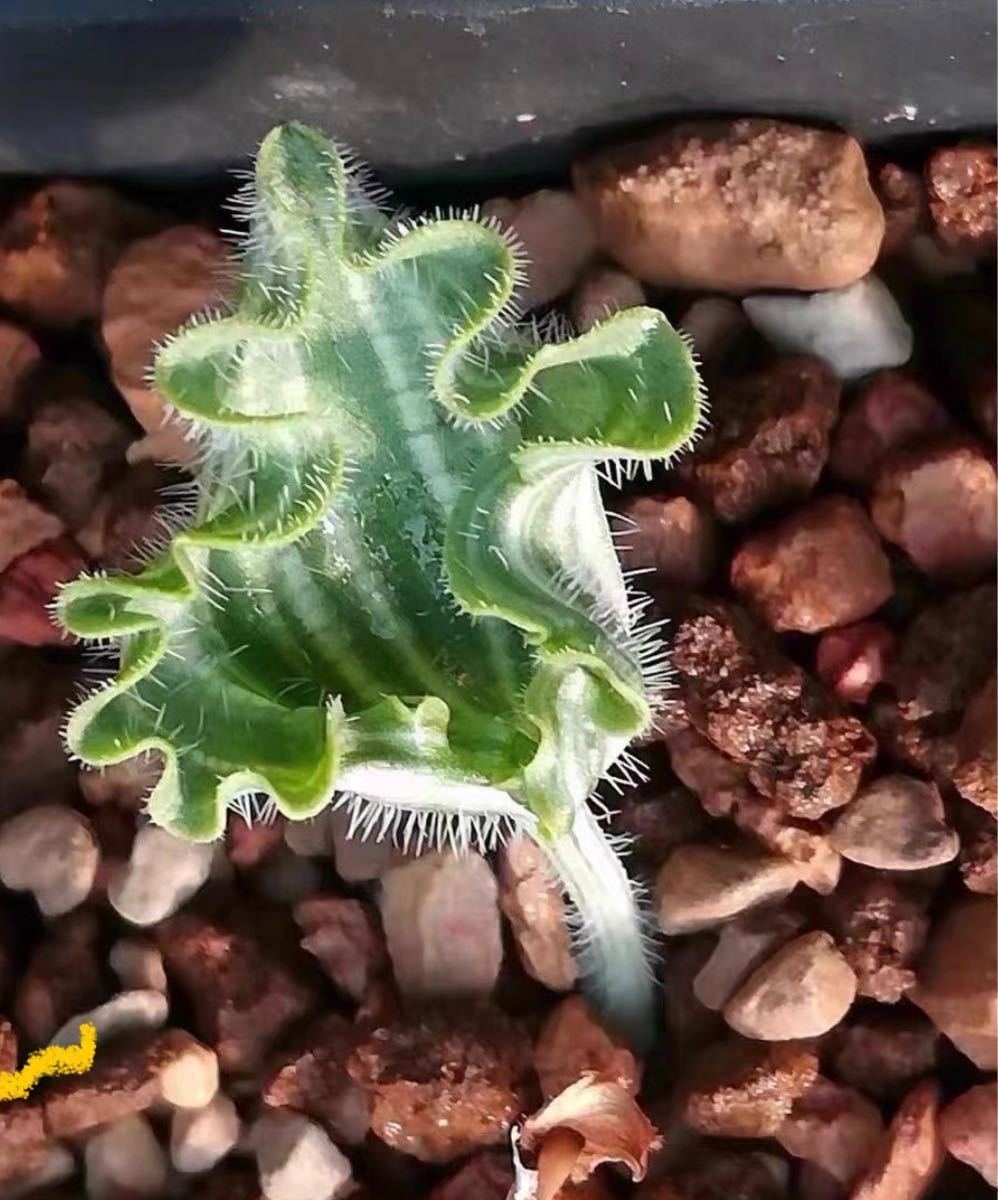年末年始セール 希少サボテン波動霧氷玉 Eriospermum undulatumエリオスペルマム多肉植物 球根 塊根5株01