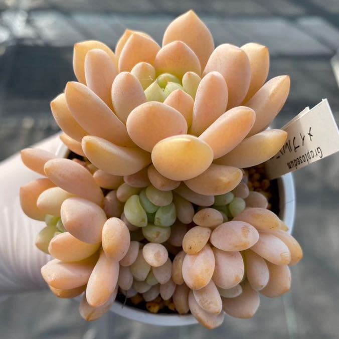 多肉植物 メイプルハニー 多肉植物 ぼのぼのオリジナル メイプルハニー