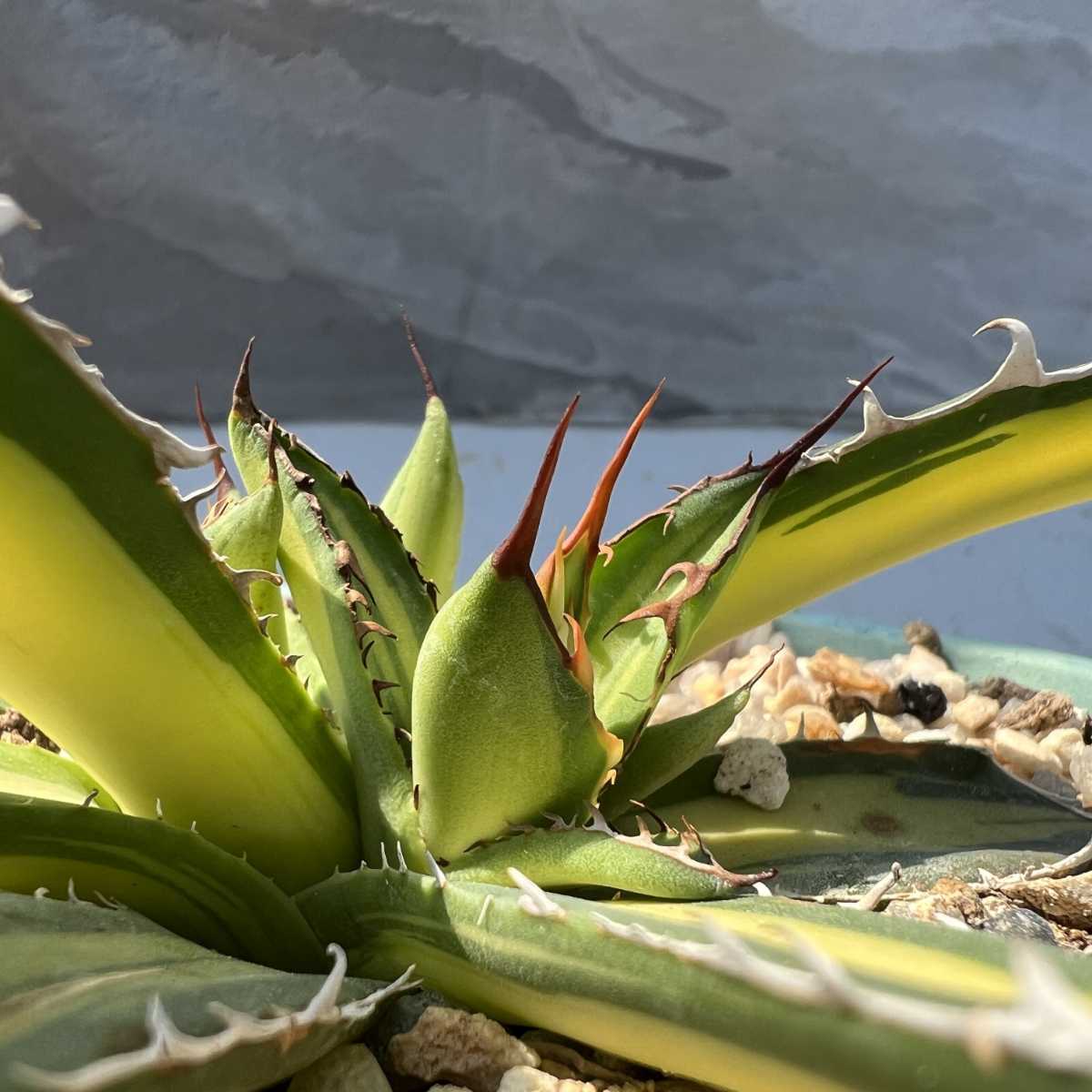 G13 激レア高級品種 多肉植物アガベ ホリダ horrida 黄中斑 希少錦
