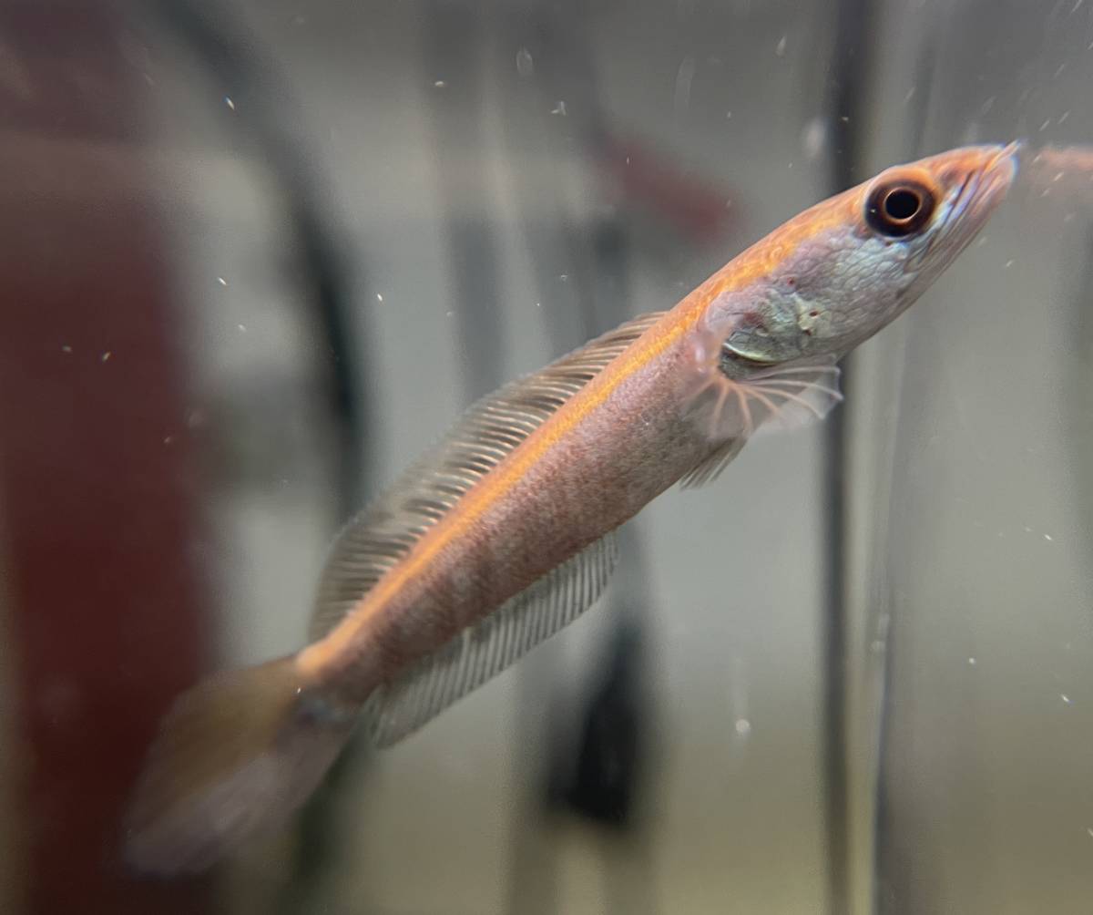 ★★★ チャンナ マルリオイデス（サンピット）★★★ WC生体 スネークヘッド 幼魚 魚食性 鑑賞魚 肉食性 淡水魚 雷魚 大型魚 ライギ