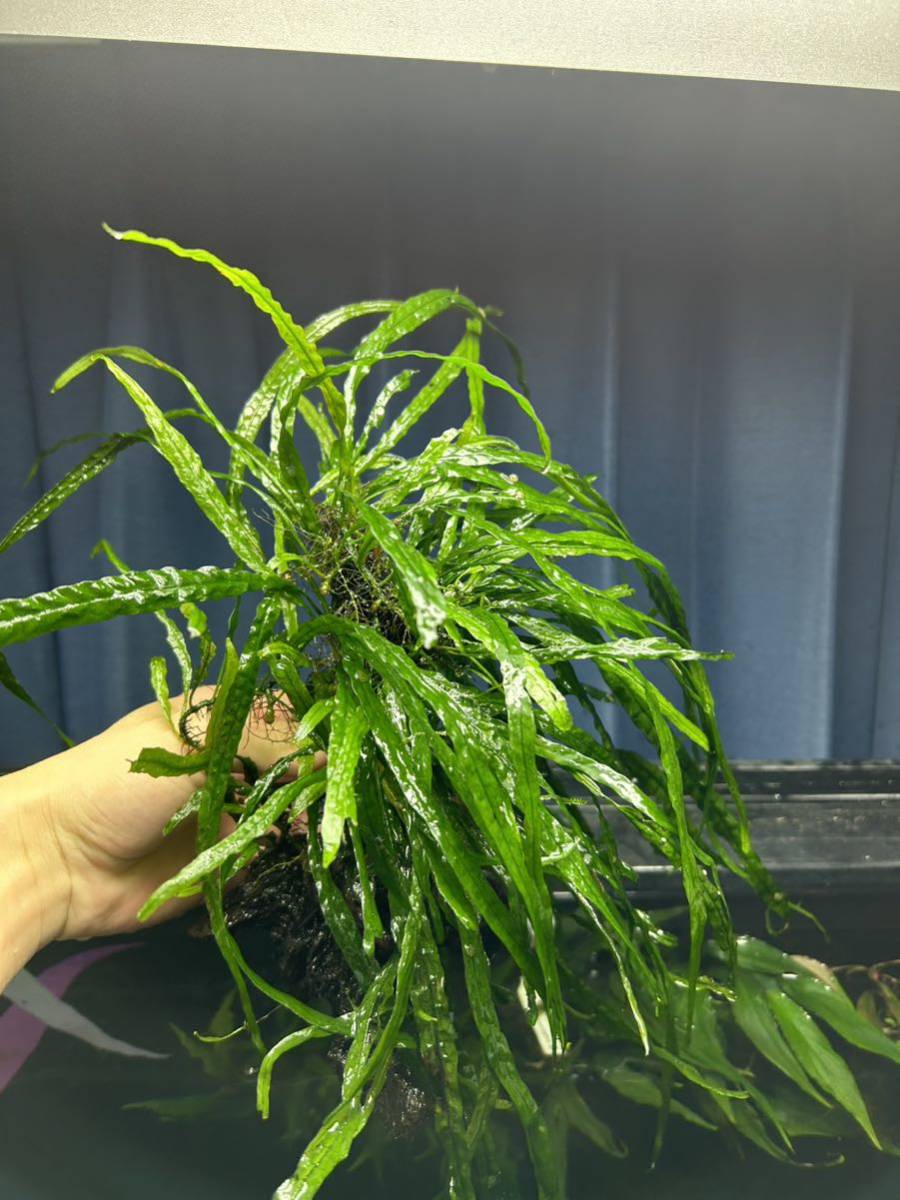 ミクロソリウム ナロー 立体流木付き ブセファランドラ クリプトコリネ
