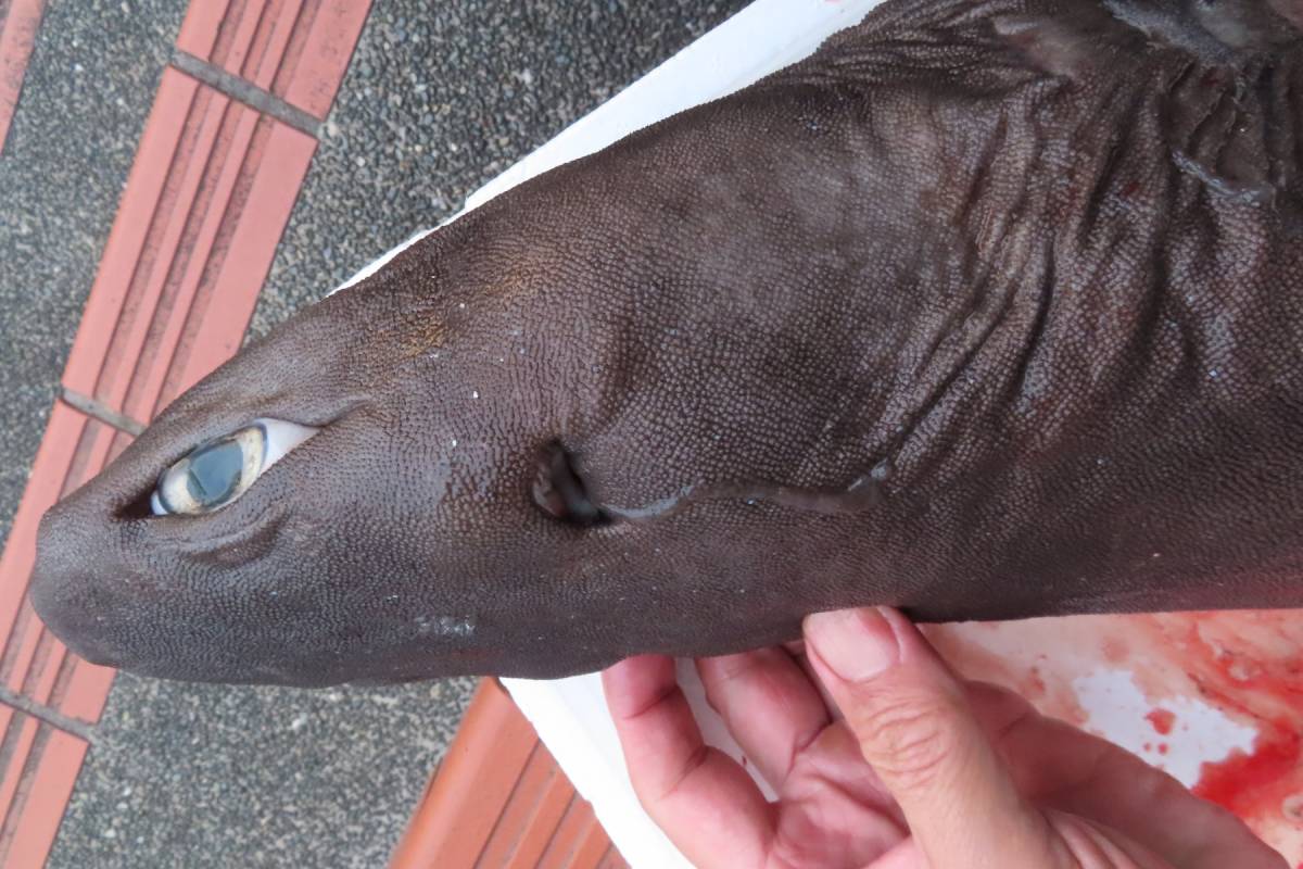 標本博物館】☆ヨロイザメ頭部献体☆ 頭骨 標本 剥製 顎 サメ 歯 (科学 