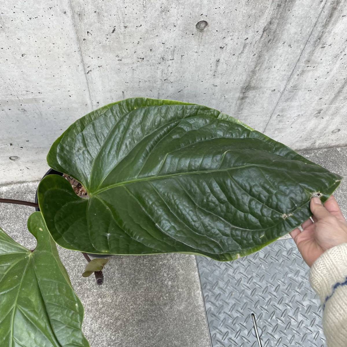 Pof］Anthurium Sirih アンスリウム・シリ
