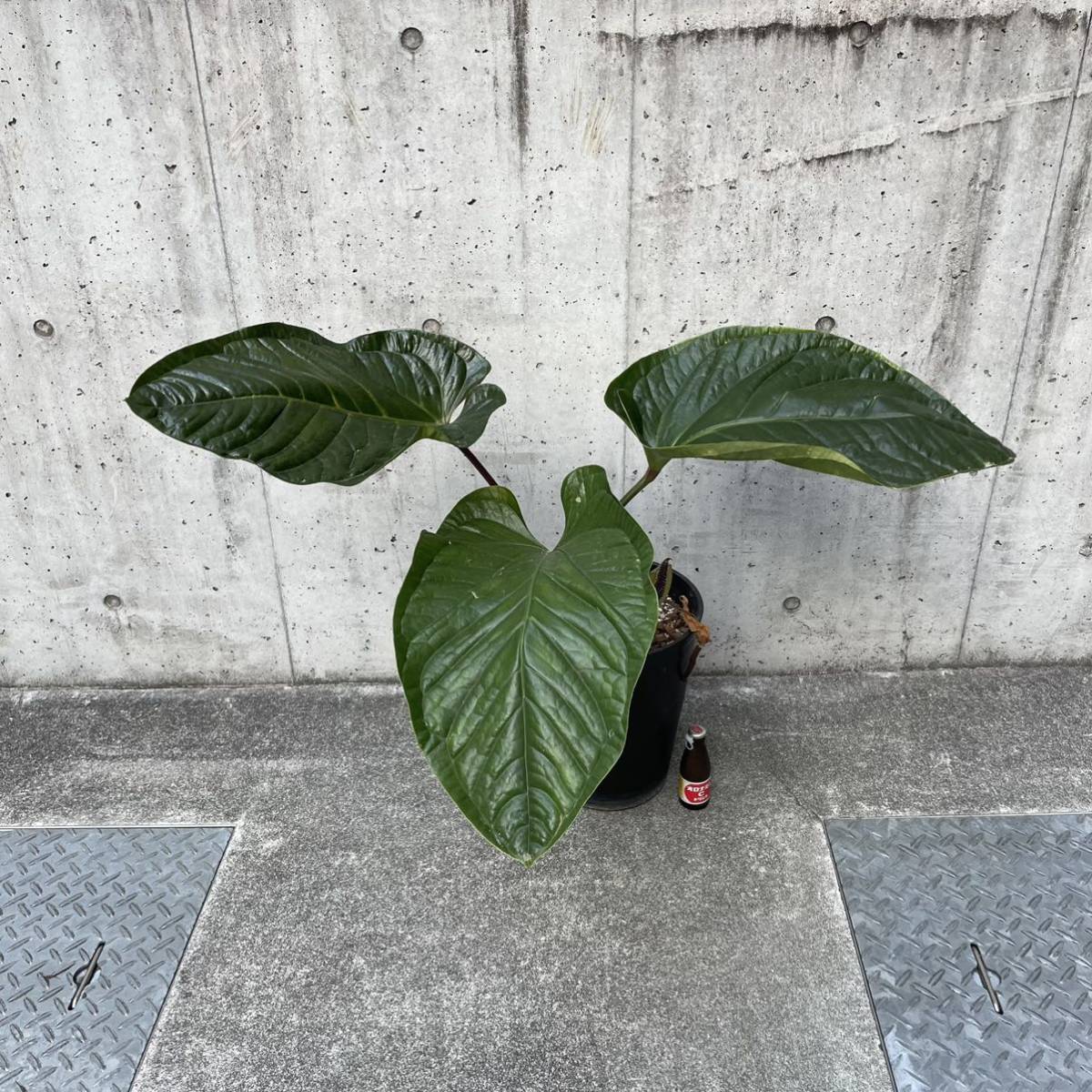 Pof］Anthurium Sirih アンスリウム・シリ