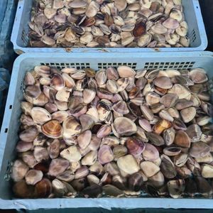 7 国産 活はまぐり 大 ８ｋｇ 鮮度抜群 同梱無制限 Prohawk Com Br