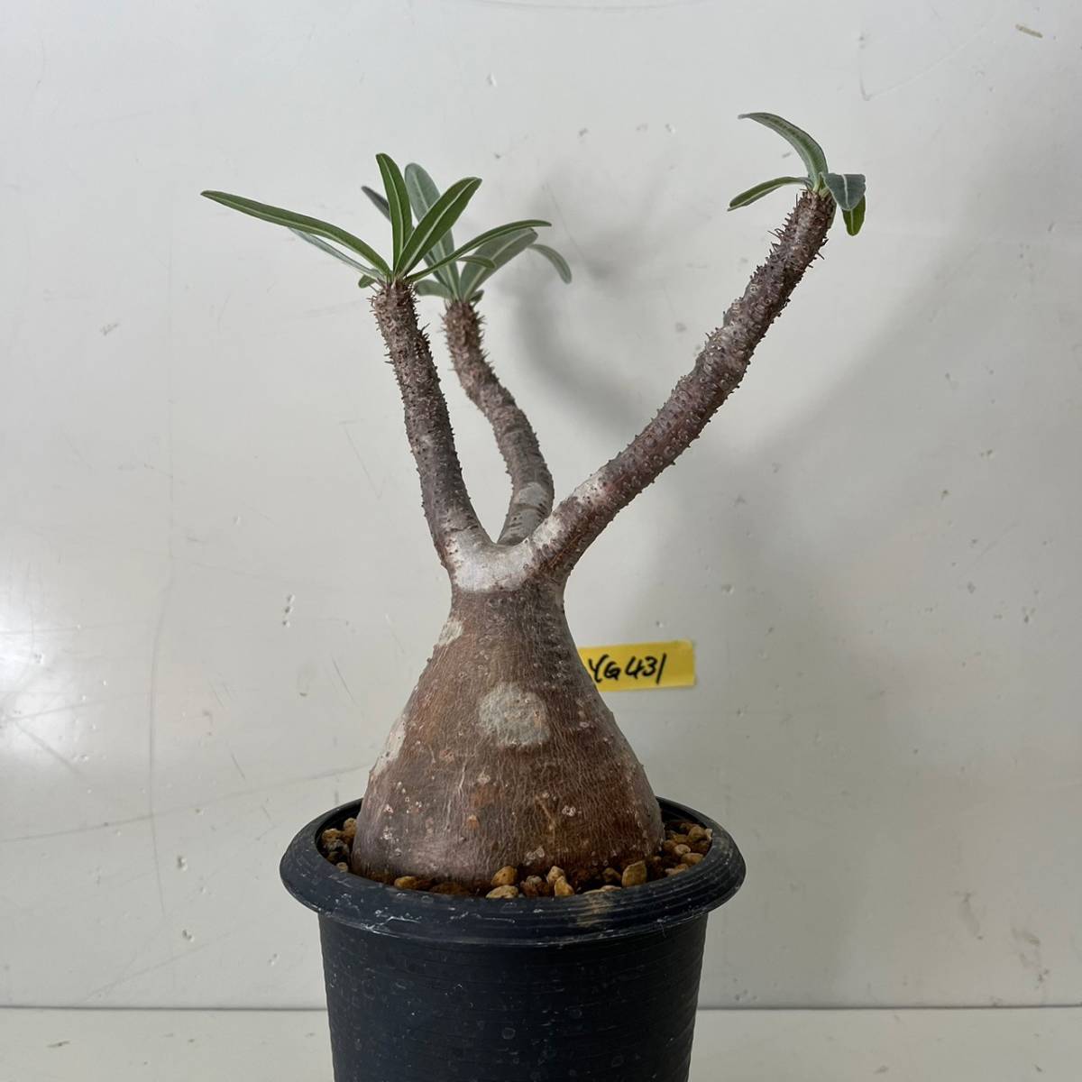 発根済 グラキリス［ YG431 ］マダガスカル 現地株 / 塊根植物