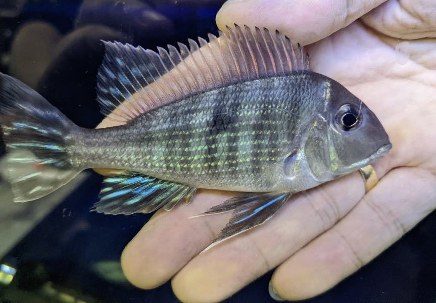 ゲオファーガス レッド ヘッドタパジョス3匹セットNo.2