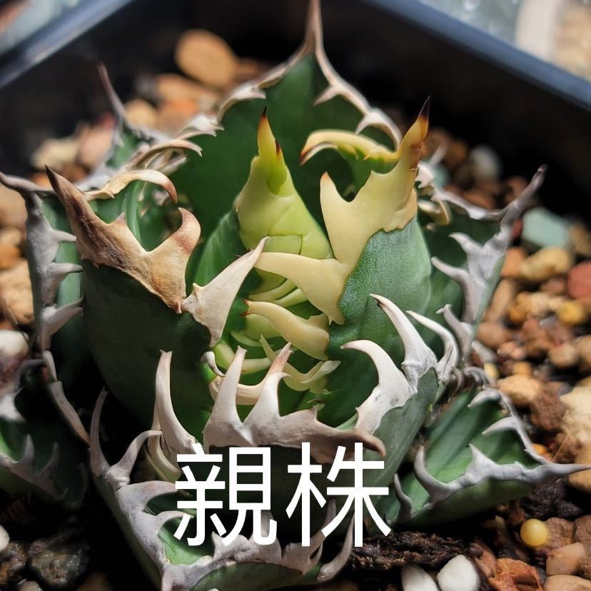 多肉植物アガベ チタノタ レッドキャットウィーズル 赤猫 9株同梱 発根済 9 多肉植物アガベ・チタノタ・レッドキャットウィーズル/赤猫 極上大