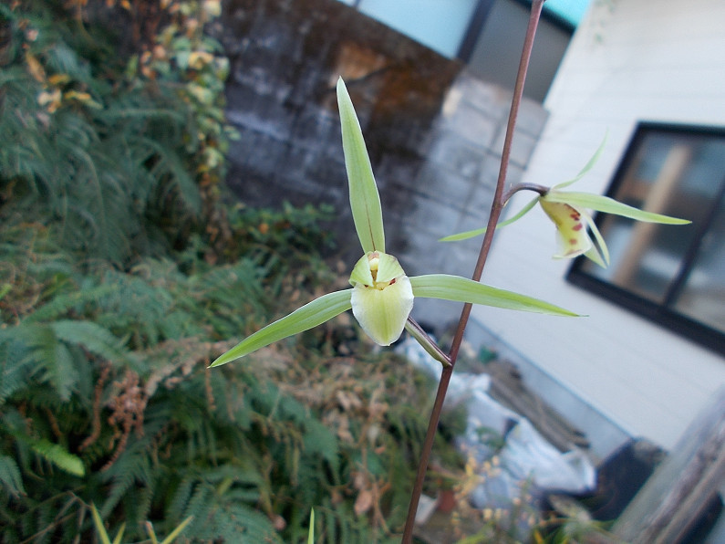 中国春蘭胡蝶咲き m No．2257 : 東洋蘭風来記奥部屋 中国春蘭