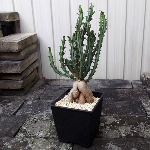 ユーフォルビア・クンチー（Euphorbia kunthii）５号　 「狗奴子キリン」