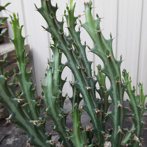 ユーフォルビア・クンチー（Euphorbia kunthii）５号　 「狗奴子キリン」