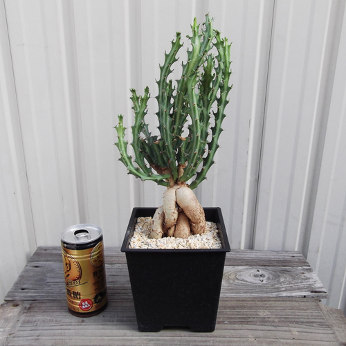 ユーフォルビア・クンチー（Euphorbia kunthii）５号　 「狗奴子キリン」