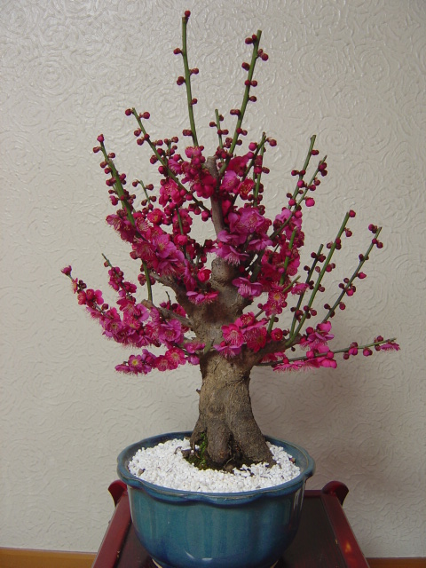 可憐な紅花を咲かせる大盃梅6号鉢(18cm)入り 10