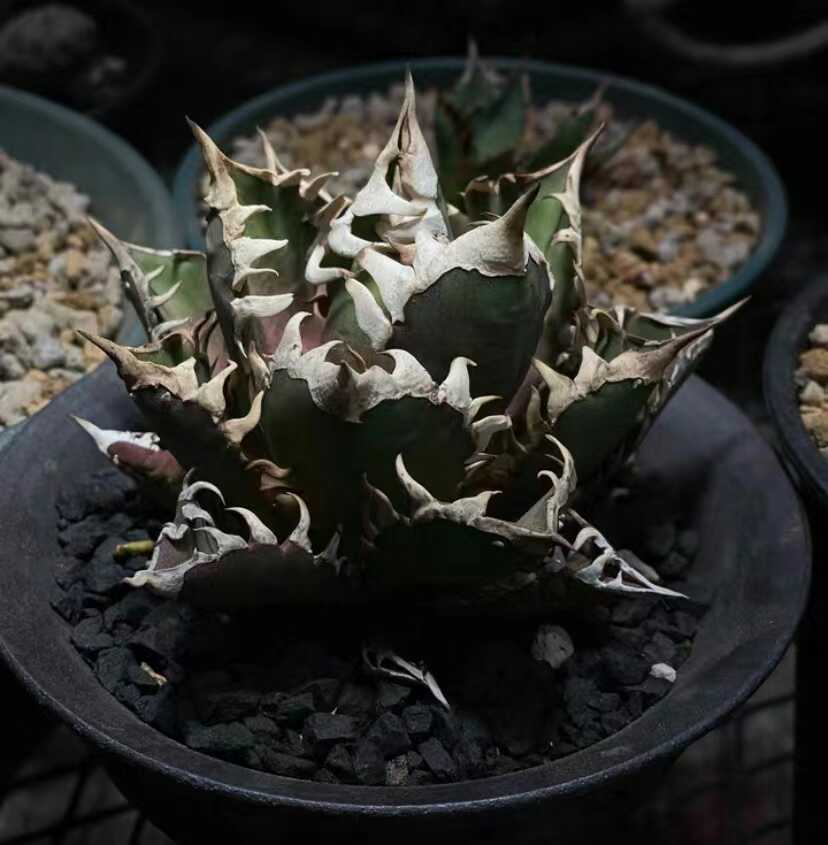 19【厳選優良血統】アガベ　レッドキャットウィーズル 赤猫 特選強棘株 2号株