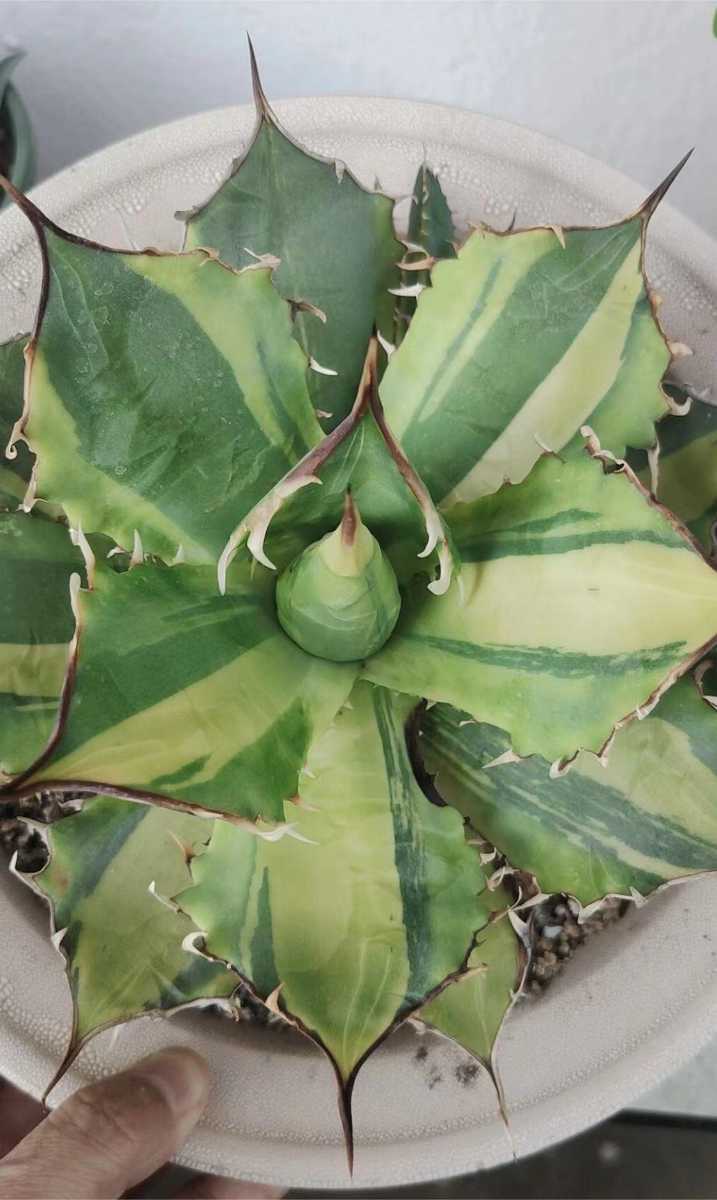 C51 特選 アガベ チタノタ NO1厳龍錦 超希少株 厳選極上子株 