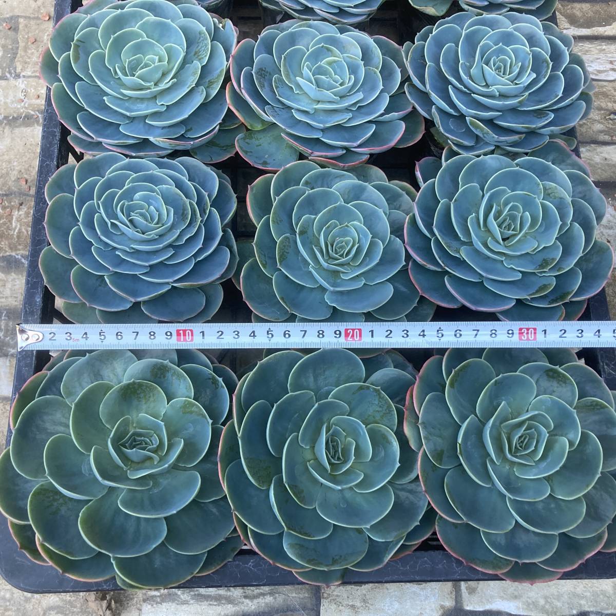 ☆魅惑の多肉植物 エケベリア 七福神 大株10.5cm 現品 15ポットセット 