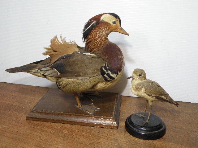64 鳥 剥製 標本 2点 まとめて / 戦前 洋館 カフェ 什器 アンティーク