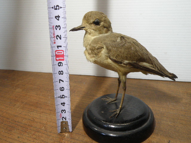 64 鳥 剥製 標本 2点 まとめて / 戦前 洋館 カフェ 什器 アンティーク