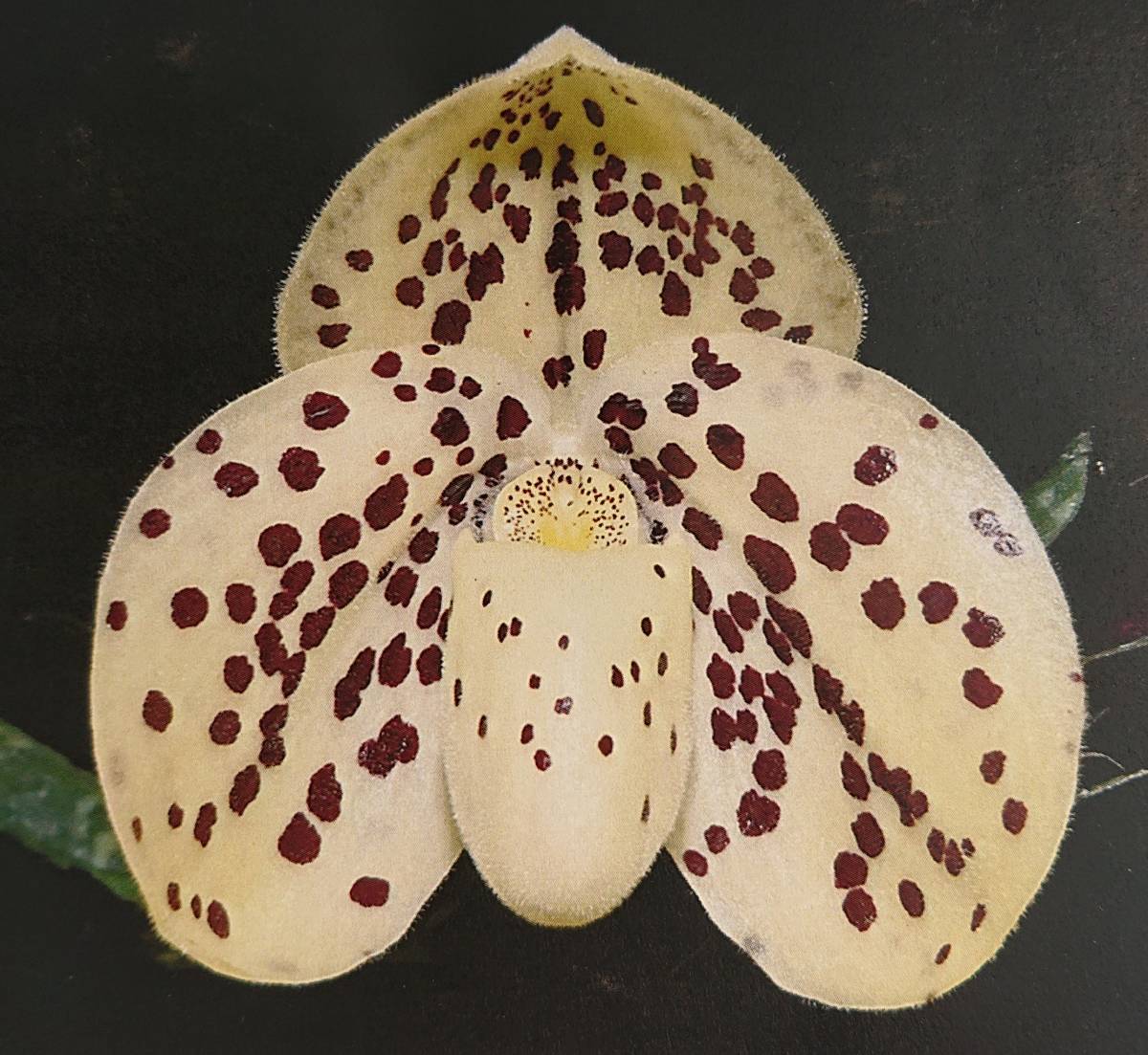 期間限定出品［洋蘭原種］Paph. rothschildianum × sib x パフィオ 原種 wenshanense sib 洋蘭 fairrieanum Paph. Yahoo