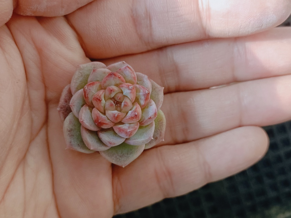 0117-S048レッドベルベット30個 ☆多肉植物　エケベリア　韓国　