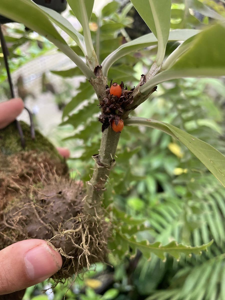 アリ植物 Anthorrhiza bracteosa Normanby, PNG (AW) 実生株