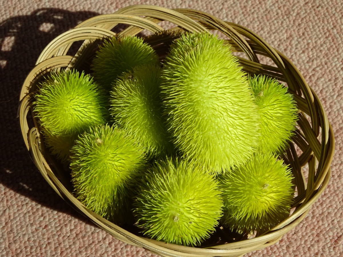 ●○●ククミスの種 100粒～ヘッジホッグゴード50粒とグズベリーゴード50粒～おもちゃメロン●○●_2