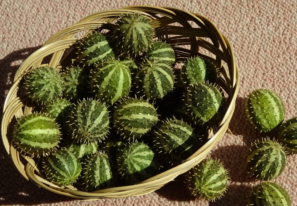 ●○●ククミスの種 100粒～ヘッジホッグゴード50粒とグズベリーゴード50粒～おもちゃメロン●○●_3