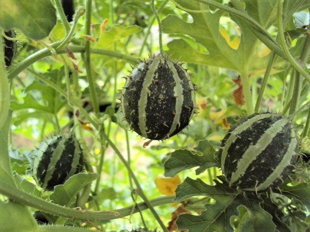 ●○●ククミスの種 100粒～ヘッジホッグゴード50粒とグズベリーゴード50粒～おもちゃメロン●○●_5