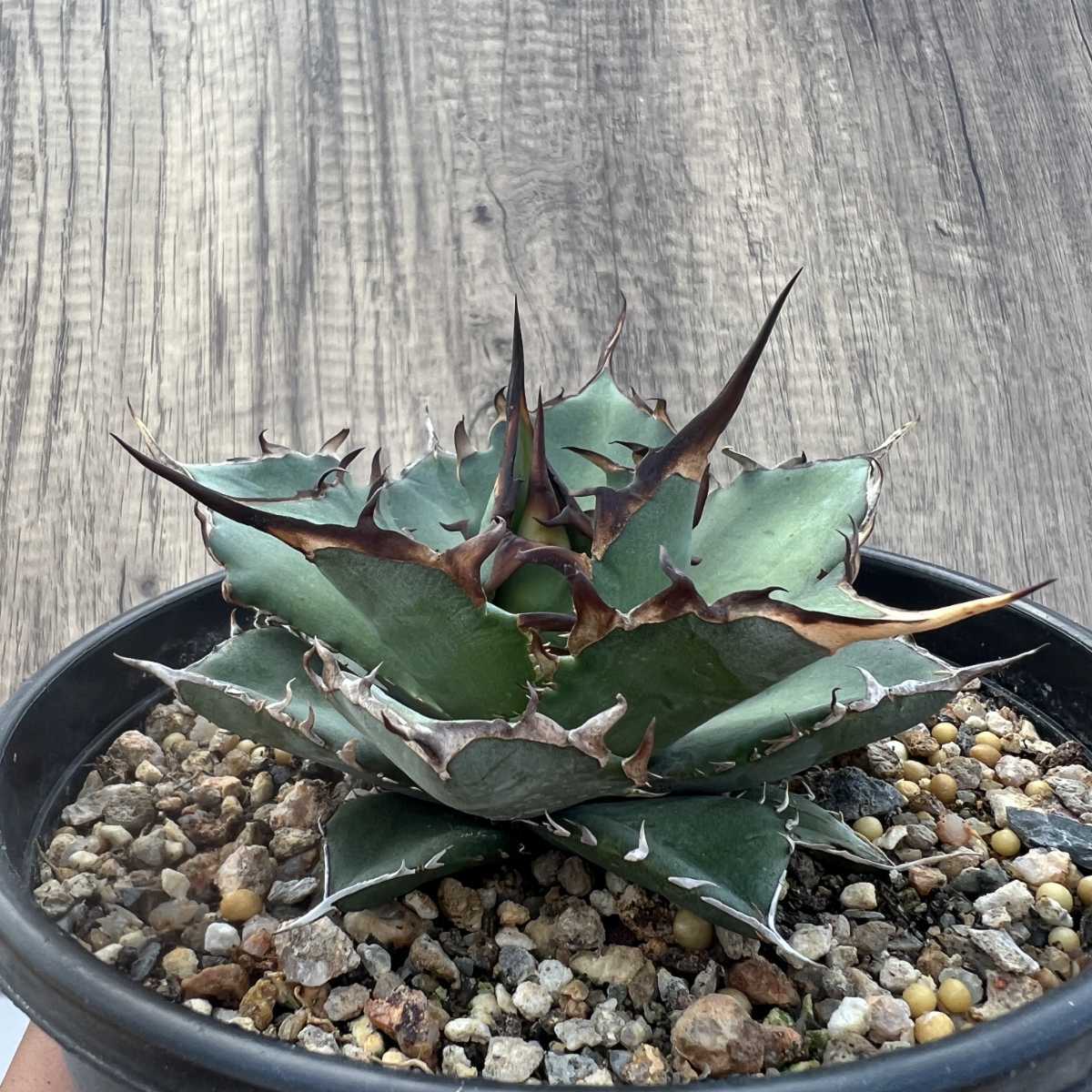 B42 【激レア高級品種】 アガベ チタノタ ハデス 恐竜牙歯 黒帝斯 極上強棘 狂刺 厳選極上子株_1