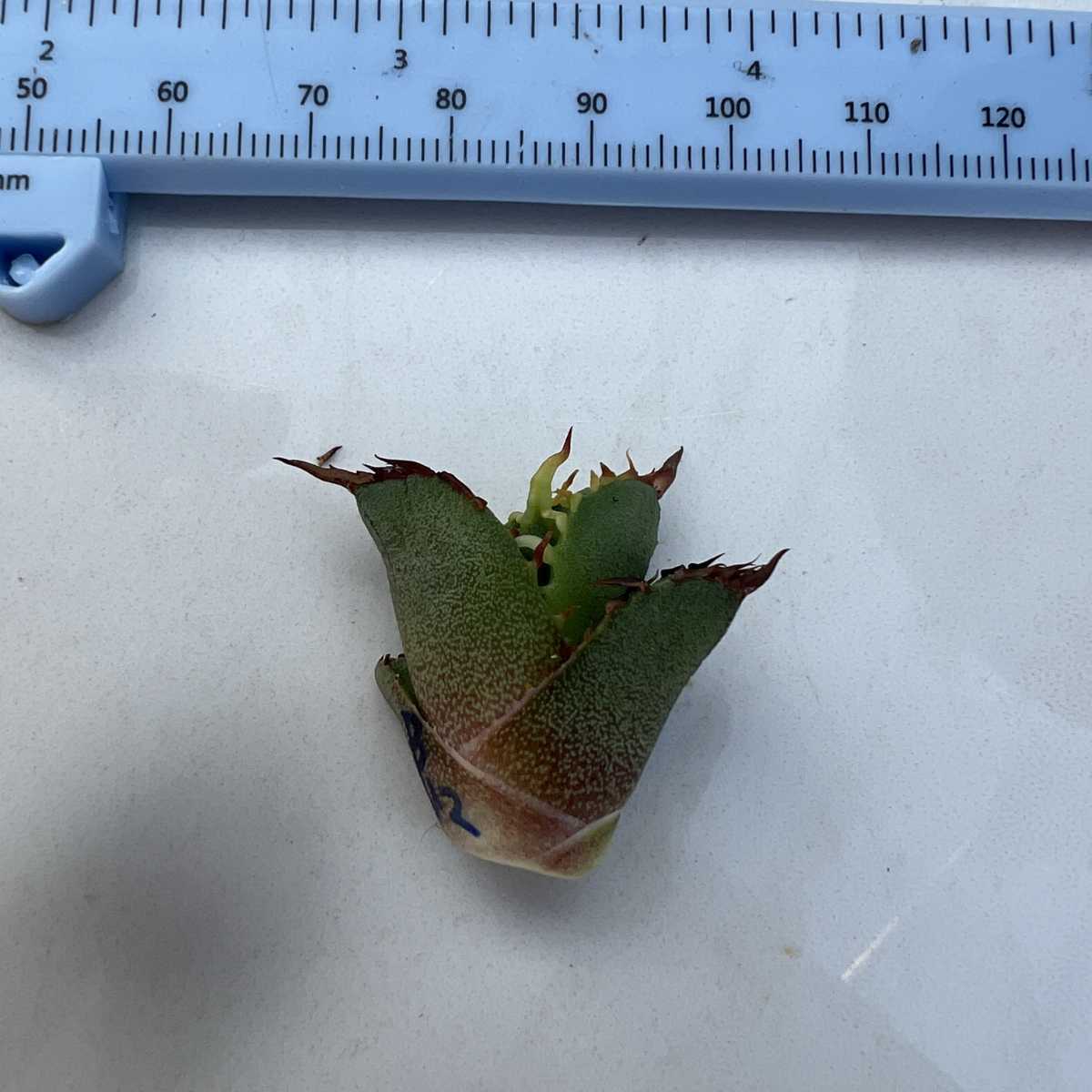 B42 【激レア高級品種】 アガベ チタノタ ハデス 恐竜牙歯 黒帝斯 極上強棘 狂刺 厳選極上子株_10