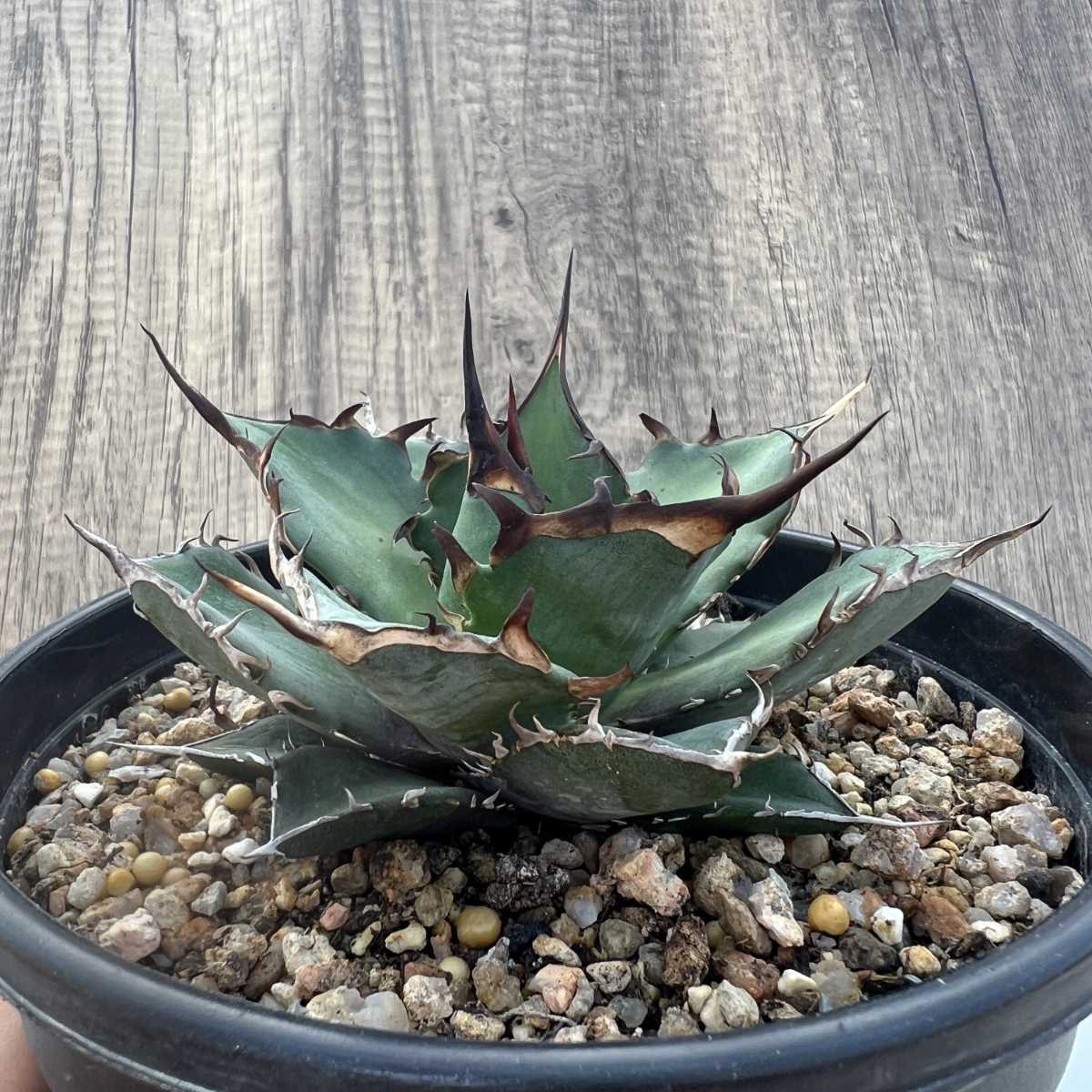 B42 【激レア高級品種】 アガベ チタノタ ハデス 恐竜牙歯 黒帝斯 極上強棘 狂刺 厳選極上子株_2