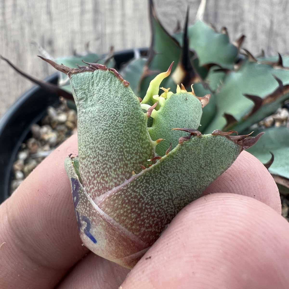 B42 【激レア高級品種】 アガベ チタノタ ハデス 恐竜牙歯 黒帝斯 極上強棘 狂刺 厳選極上子株_4