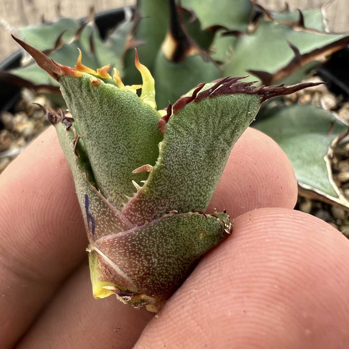 B42 【激レア高級品種】 アガベ チタノタ ハデス 恐竜牙歯 黒帝斯 極上強棘 狂刺 厳選極上子株_5