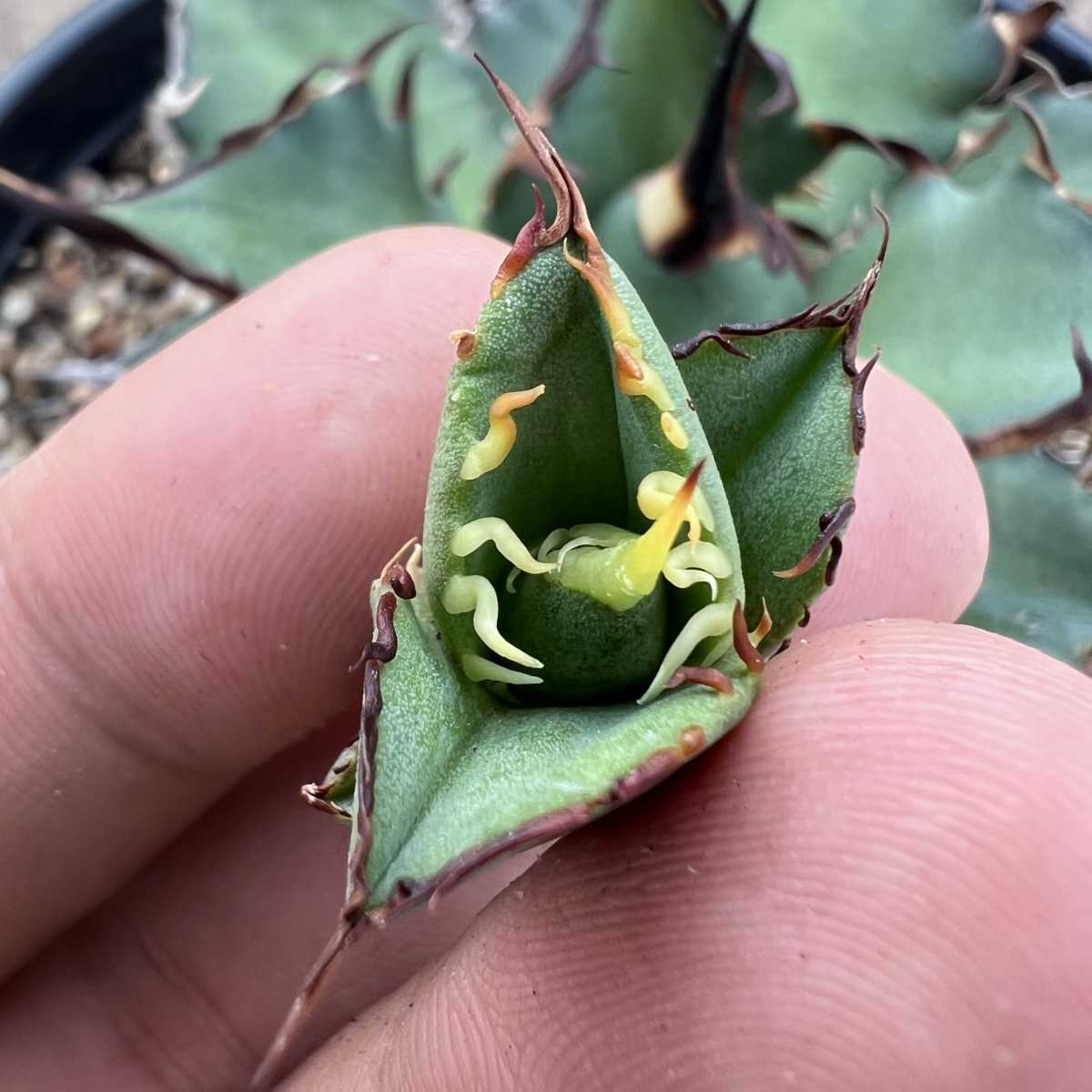 B42 【激レア高級品種】 アガベ チタノタ ハデス 恐竜牙歯 黒帝斯 極上強棘 狂刺 厳選極上子株_6