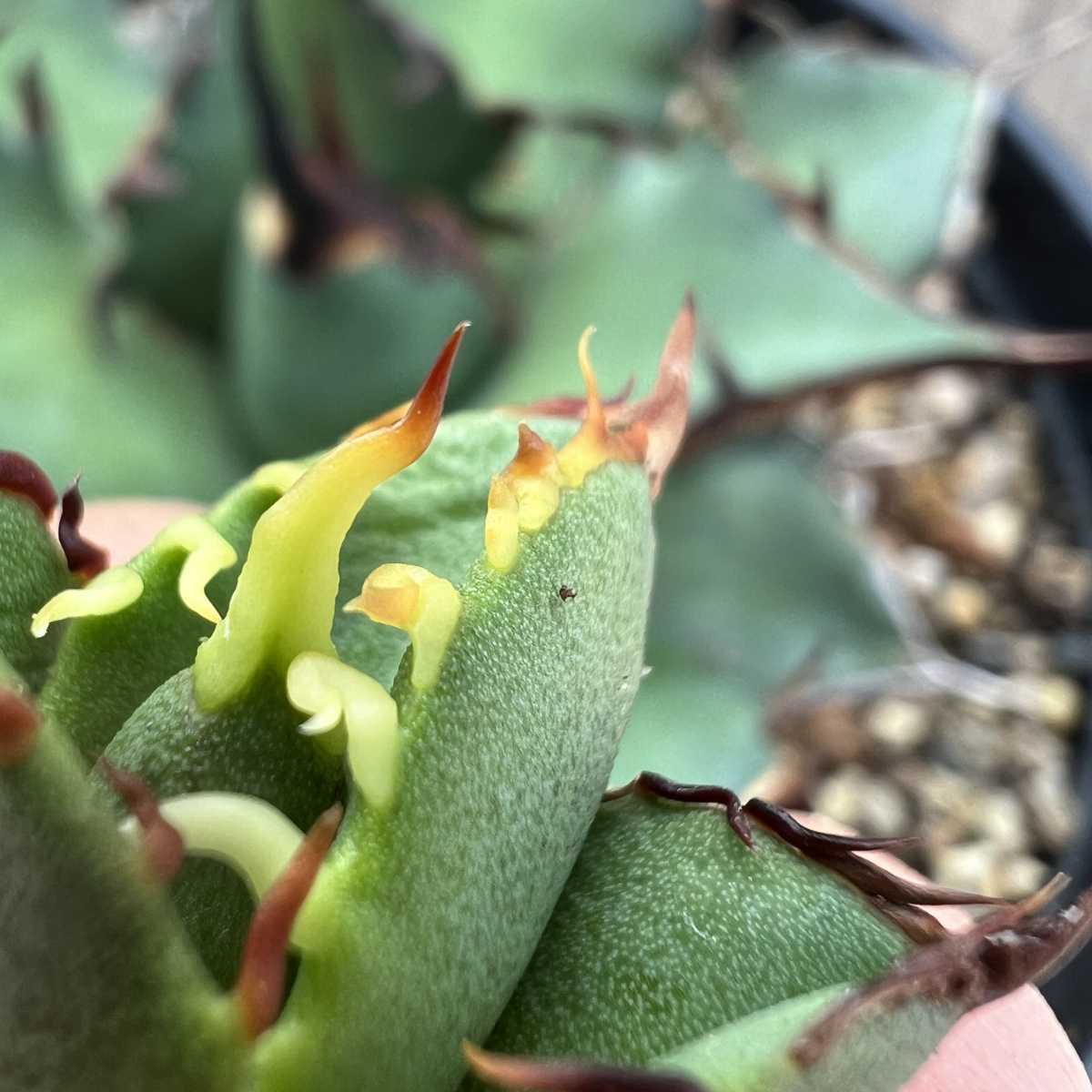 B42 【激レア高級品種】 アガベ チタノタ ハデス 恐竜牙歯 黒帝斯 極上強棘 狂刺 厳選極上子株_7