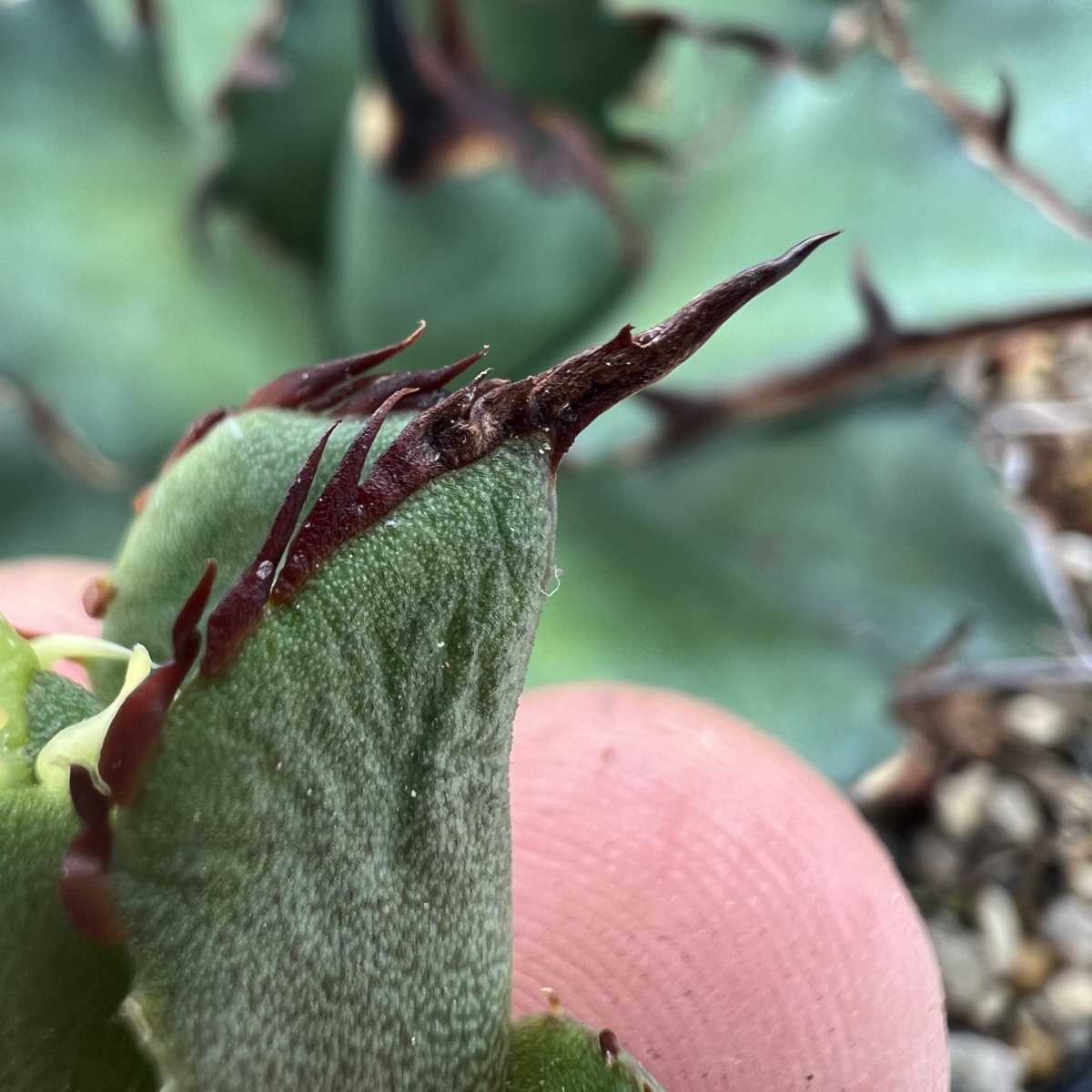 B42 【激レア高級品種】 アガベ チタノタ ハデス 恐竜牙歯 黒帝斯 極上強棘 狂刺 厳選極上子株_8