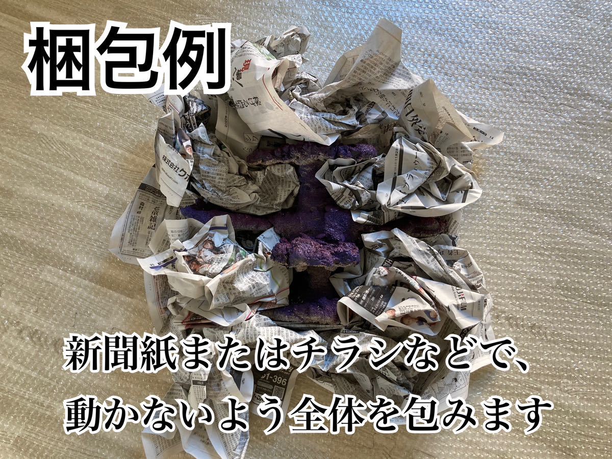 マメライブロック 現物ライブロック彗天松フラグ穴加工-No 人工ライブ 